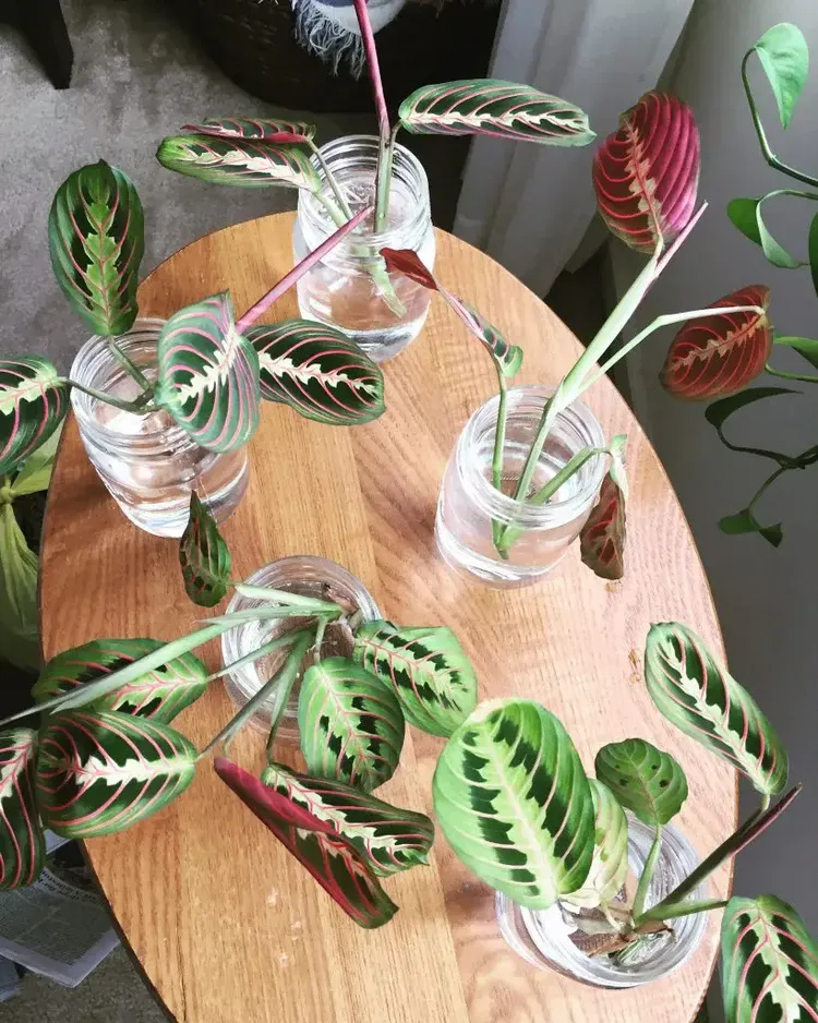 Prayer plant is easily propagated from cuttings