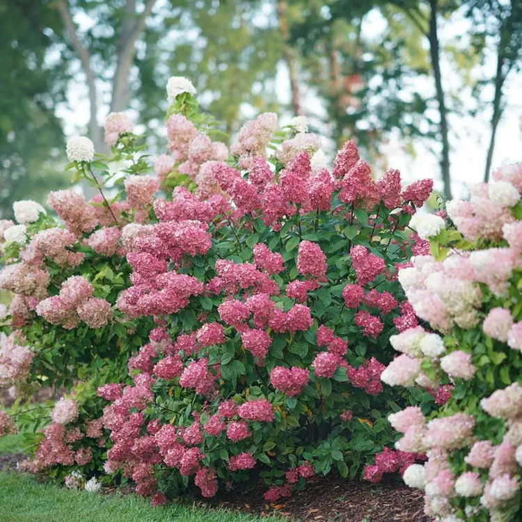 Sun loving fast growing shrubs for your privacy hedge