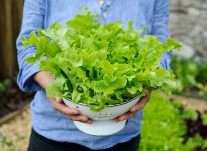 When-And-How-to-Plant-Lettuce-for-a-Healthy-and-Abundant-Harvest