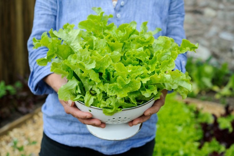 When And How to Plant Lettuce for a Healthy and Abundant Harvest