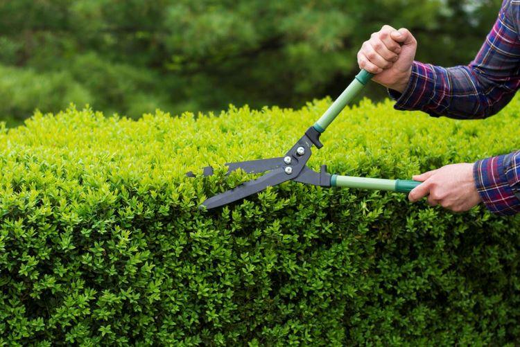 When and How to Prune Garden Hedges