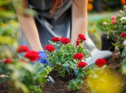 Where-When-and-How-to-Plant-Roses-Find-All-the-Information-That-You-Need