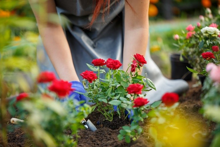 Where When and How to Plant Roses All the Information That You Need
