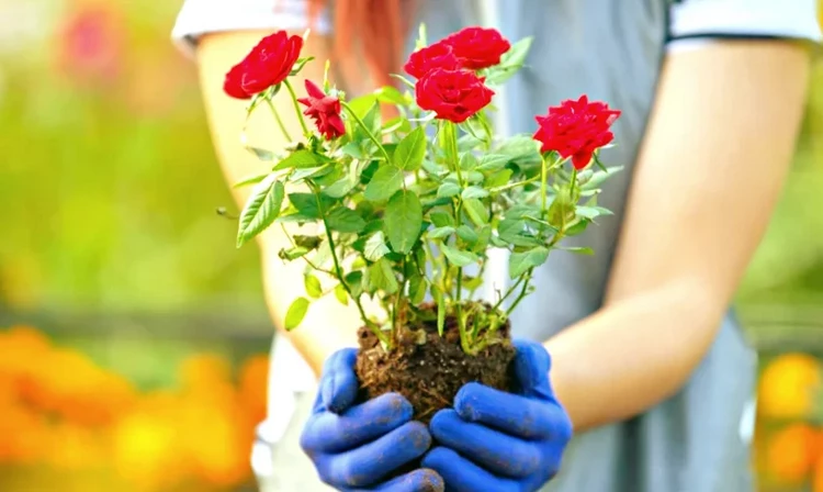 Where to Plant Rose Bushes Choosing a Place