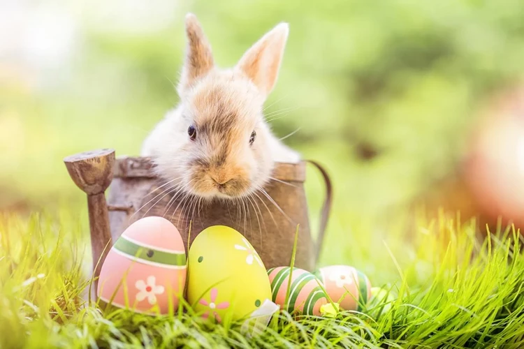 Why Easter Bunny Brings Eggs