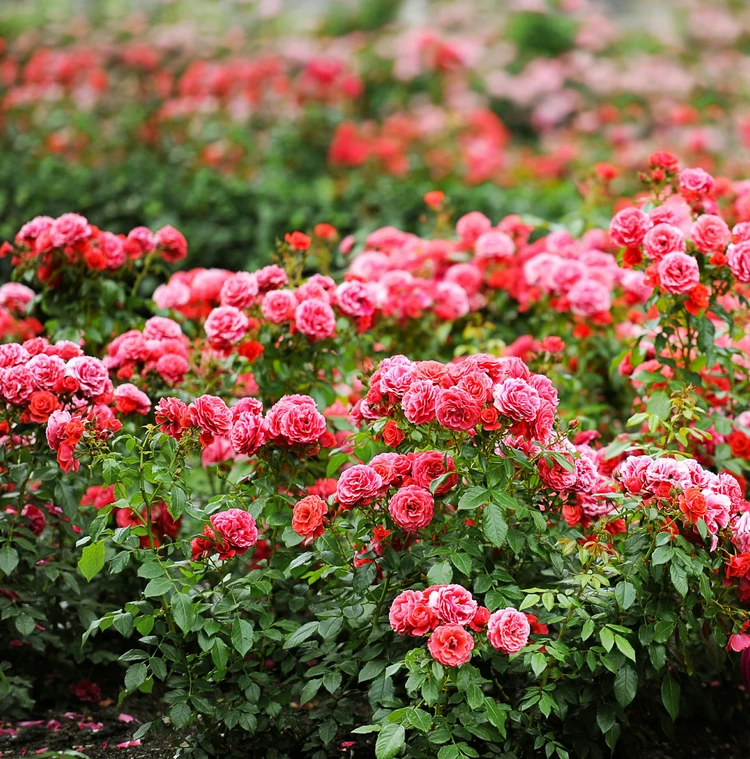 Why Pruning of Bush Roses Is Important for Plants Health