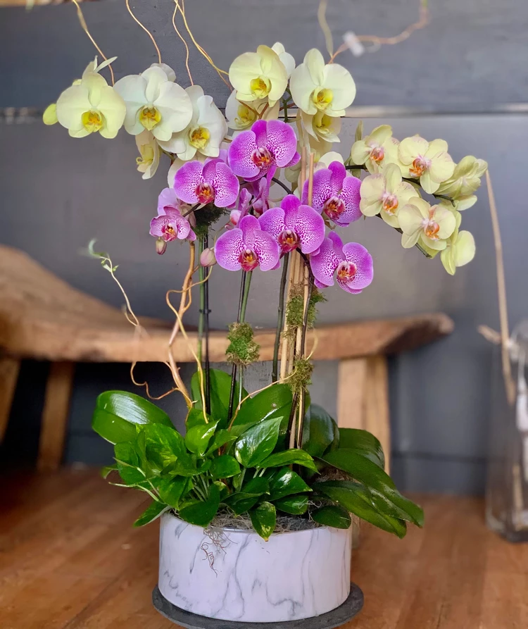 Why you should grow orchids at home 10 reasons to get started