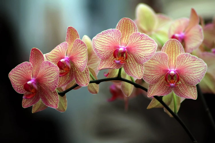 Why grow orchids at home