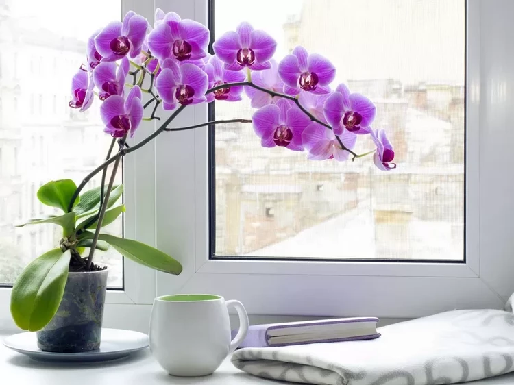 an orchid is a symbol of happiness and harmony