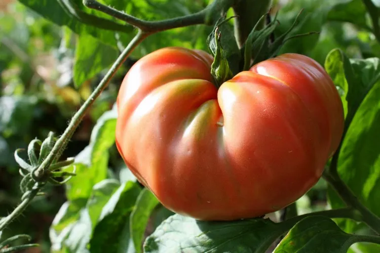 hybrid vs heirloom tomatoes