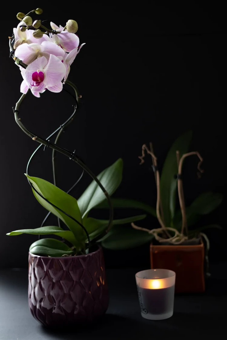 orchids absorb negative energy