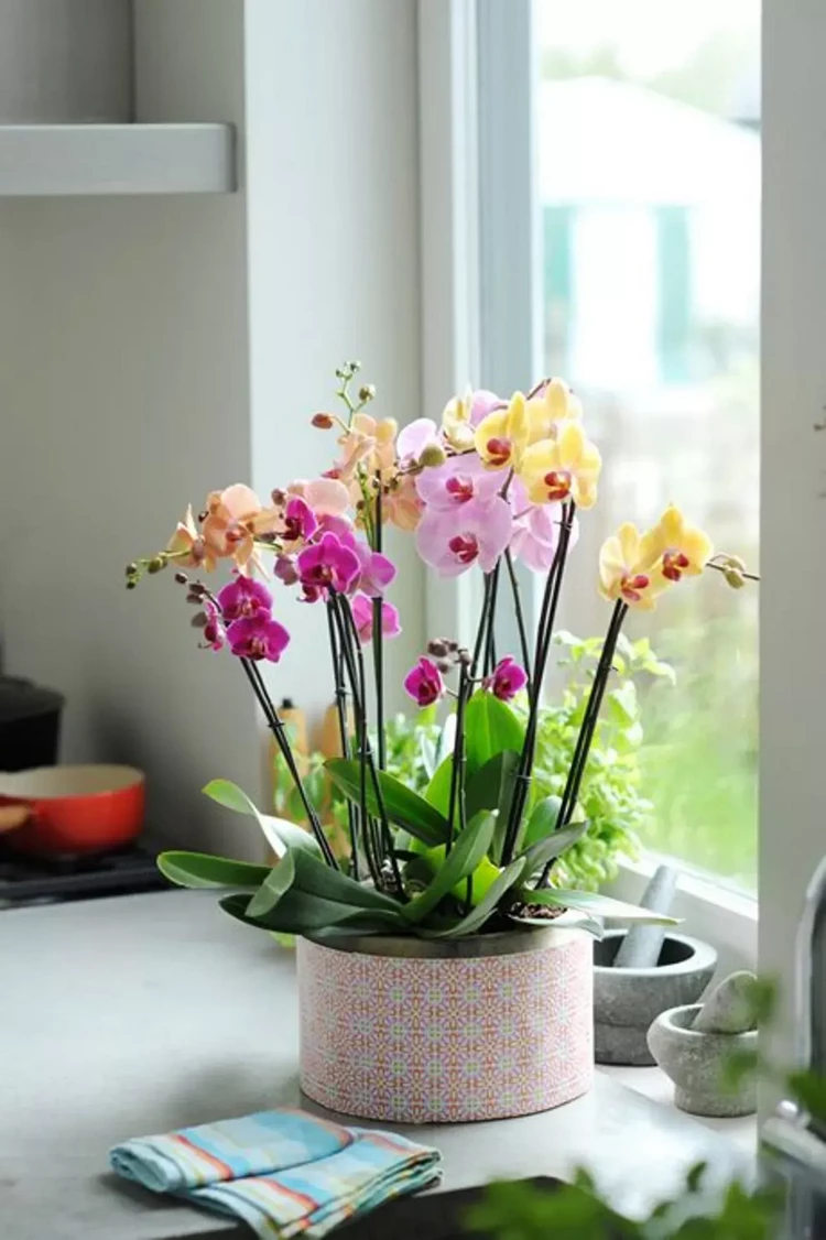 orchids are magnificent home decor