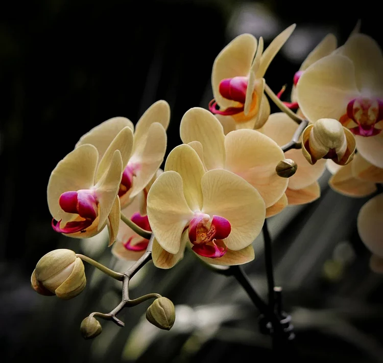 orchids are easy to grow at home