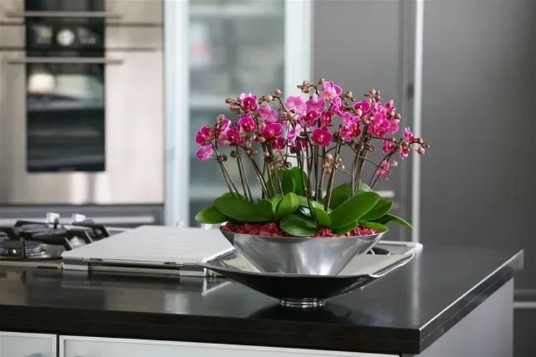 orchids create positive emotions