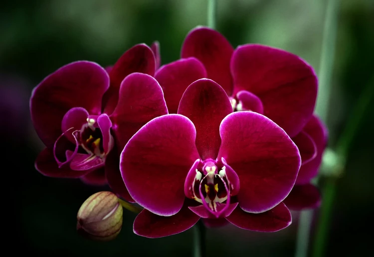 orchids-stimulate-creativity