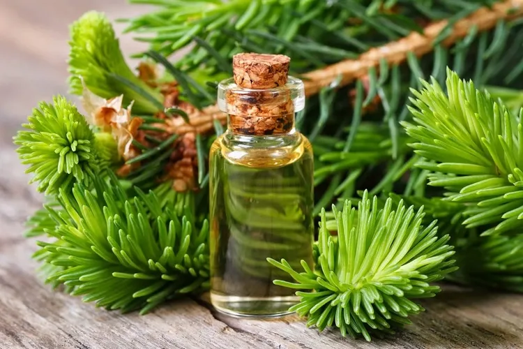 pine oil relieves stress improves memory