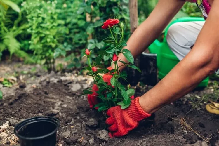 planting roses in the garden tips
