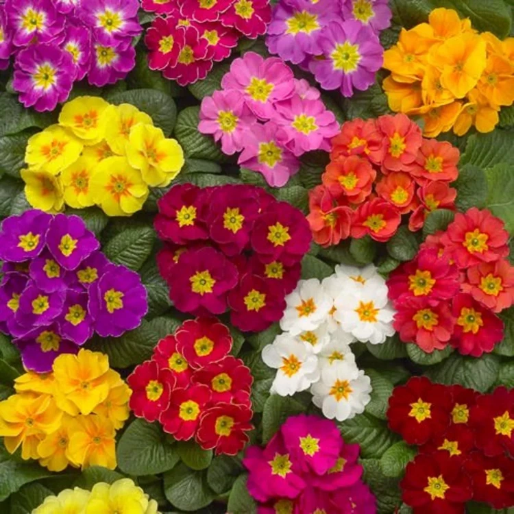 primrose for women's day what flowers to give