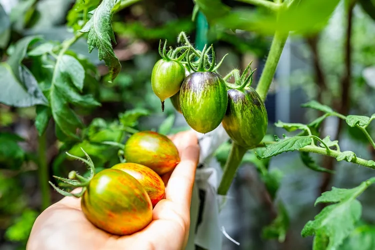 tiny tomatoes heirloom seeds