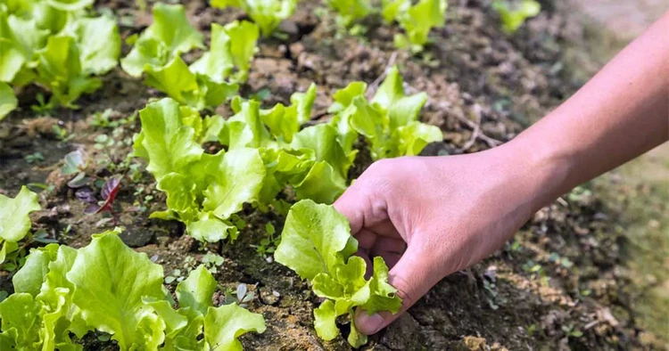 transplanting lettuce into garden beds