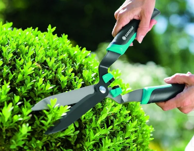 trimming garden hedges when and how