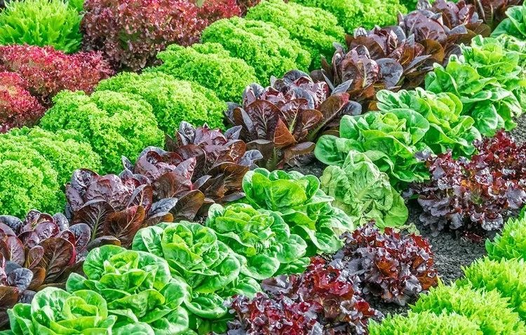 Where to Plant Lettuce