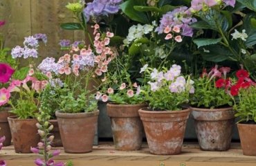 10-Garden-Plants-to-Grow-From-Cuttings-Propagate-Flowers-and-Herbs