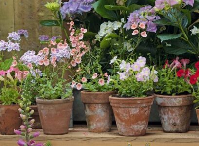 10-Garden-Plants-to-Grow-From-Cuttings-Propagate-Flowers-and-Herbs