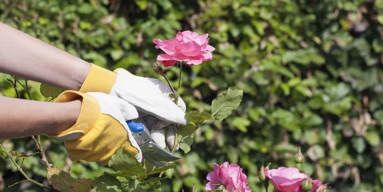 how to propagate roses Garden plants to grow from cuttings 