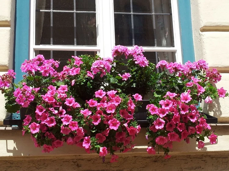How To Grow Petunias From Cuttings