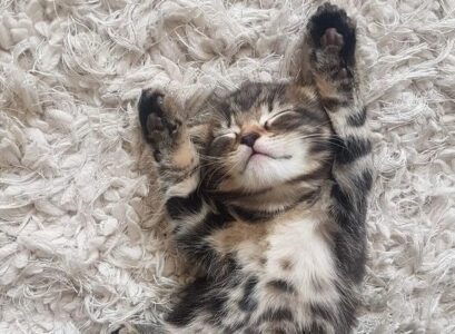 How-to-Catify-Your-Home-Super-Cool-Ideas-That-Will-Make-Your-Cat-Happy