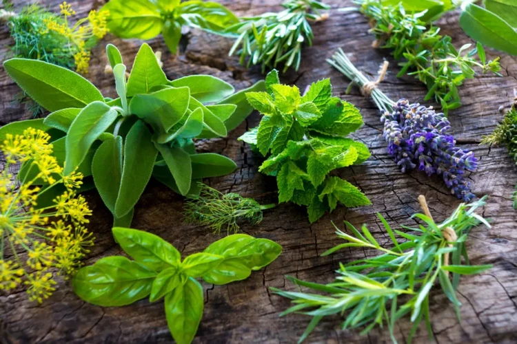 What Herbs Can You Grow From Cuttings