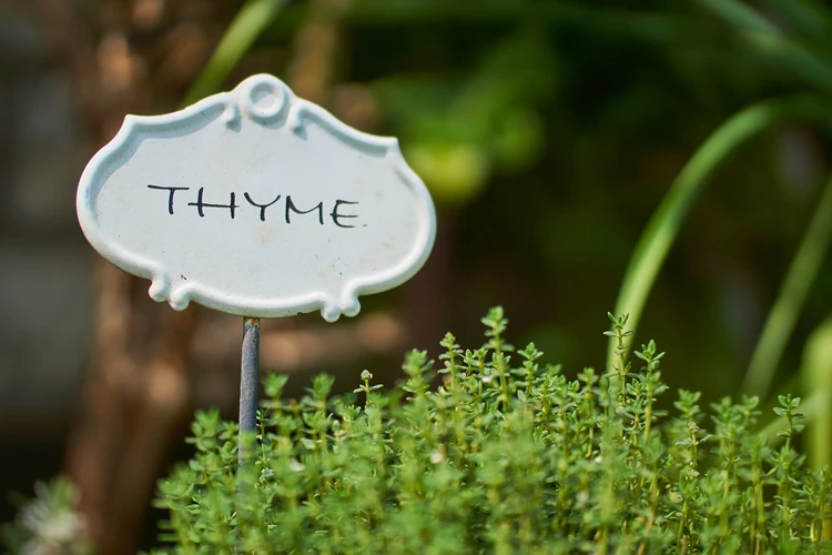 how to grow thyme from cuttings