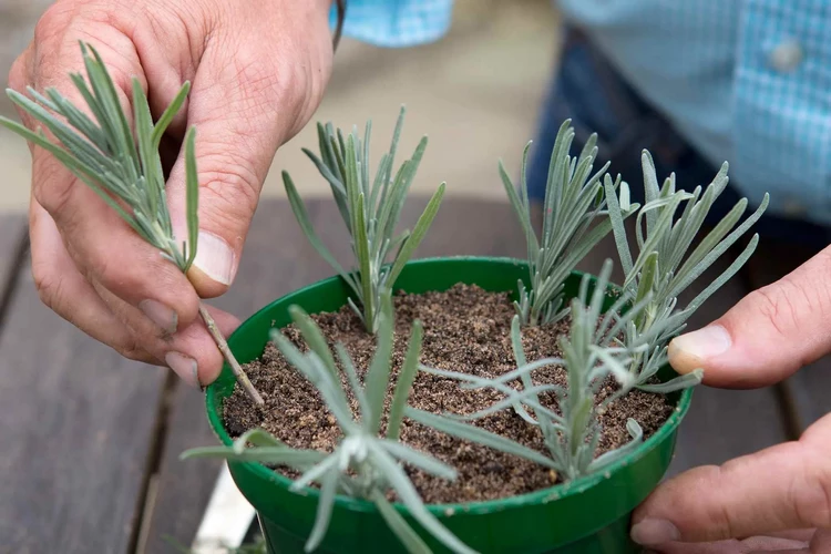 propagate lavender from cuttings