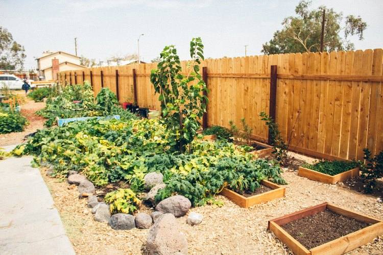 6 Landscaping Ideas Privacy Fence Tips