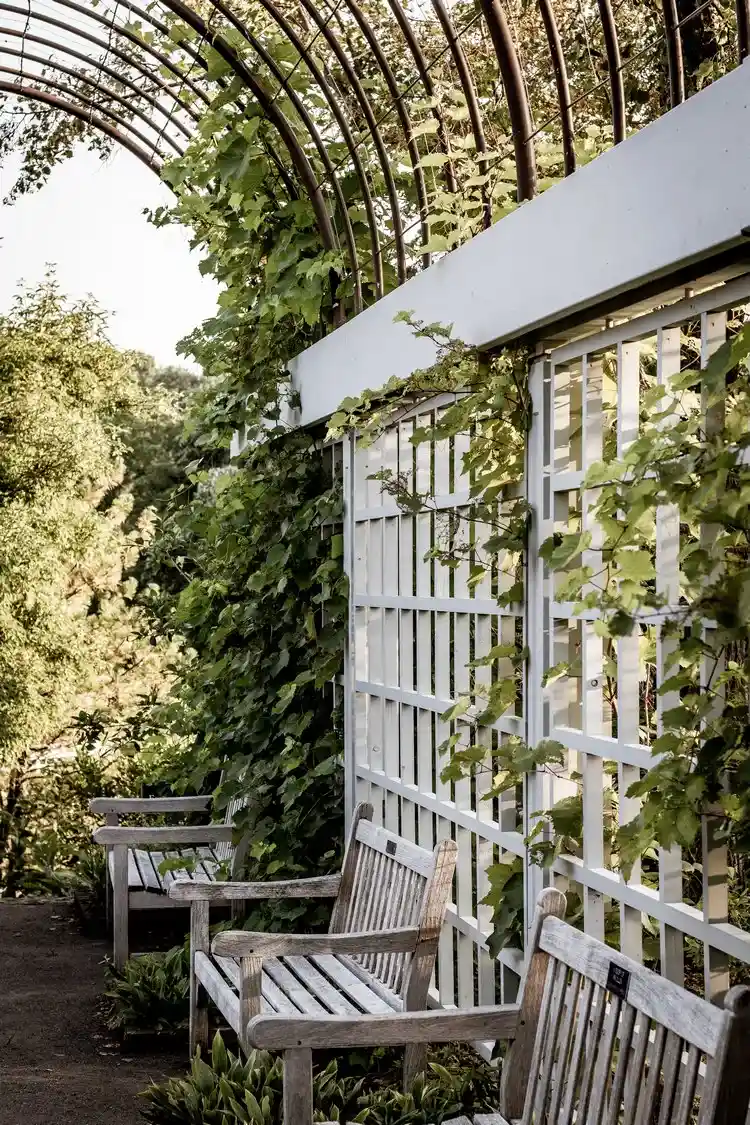 trellis and climbing plants garden privacy tips