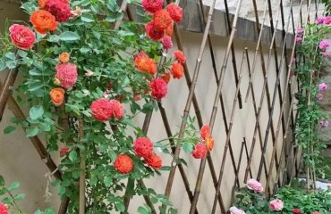 A-bamboo-trellis-is-ideal-to-support-the-climbing-roses