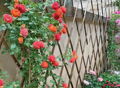 A-bamboo-trellis-is-ideal-to-support-the-climbing-roses