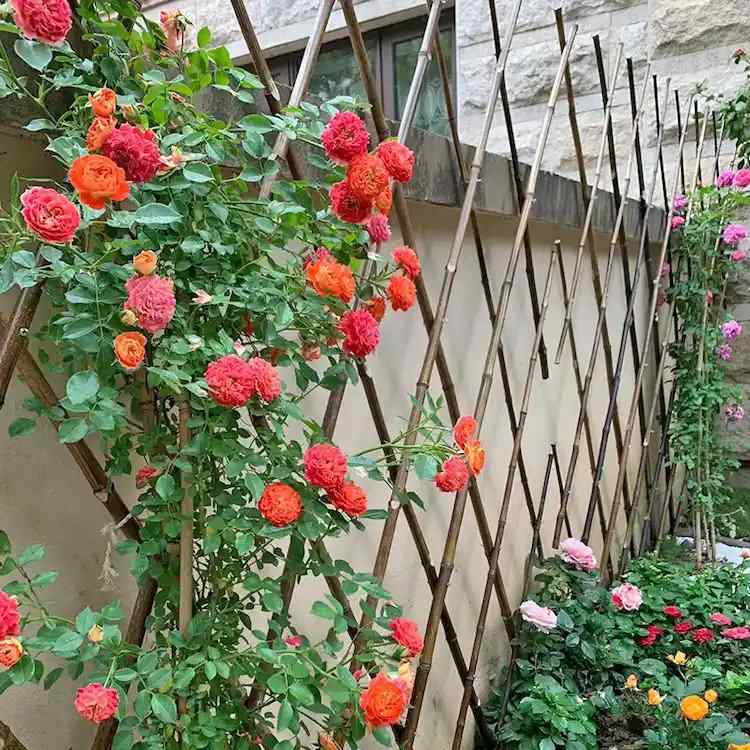 A bamboo trellis is ideal to support the climbing roses