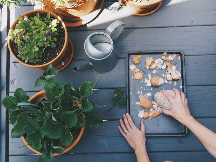 DIY eggshell plant fertilizer how to use kitchen waste in the garden