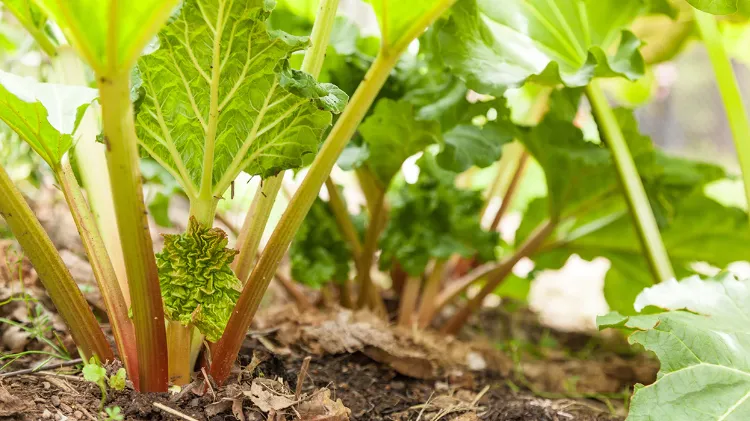 DIY rhubarb leaves fertilizer sustainable gardening