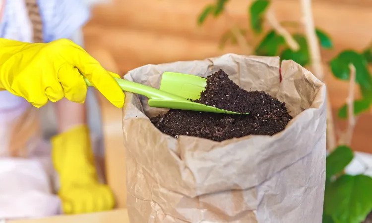 How to use kitchen waste as fertilizer Garden trend 2022