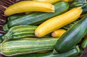 How-to-grow-zucchini-properly-5-tips-for-a-bountiful-harvest