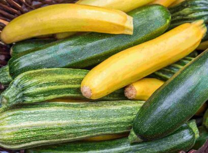 How-to-grow-zucchini-properly-5-tips-for-a-bountiful-harvest