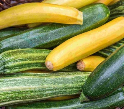 How-to-grow-zucchini-properly-5-tips-for-a-bountiful-harvest