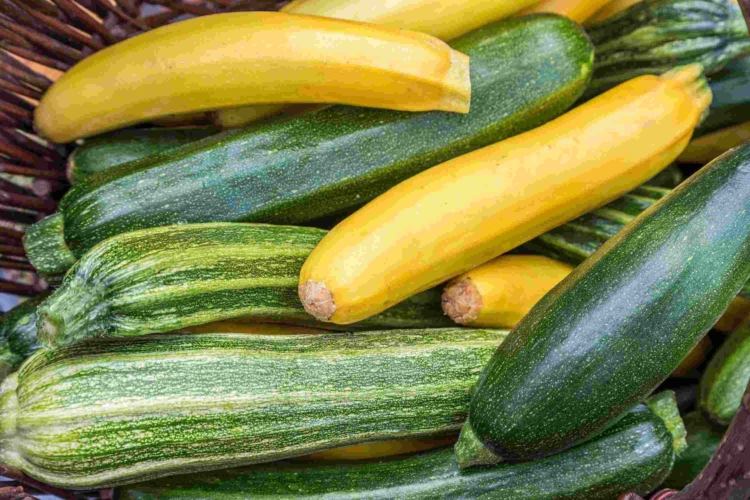 How to Grow Zucchini Properly 5 Tips
