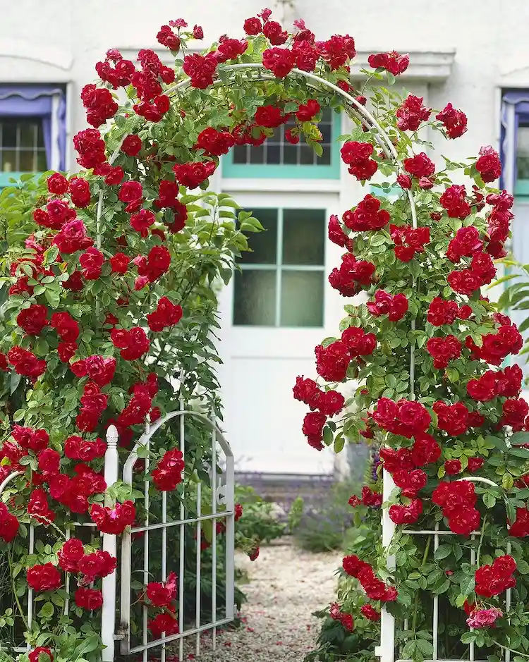 The most common and the most elegant looking are the rose arches