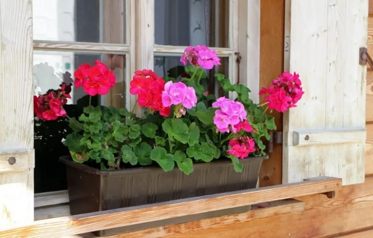 Watering geraniums What can you add to the water to stimulate flowering