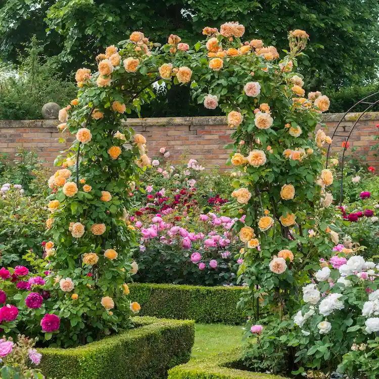 Which types of climbing rose trellis should you choose