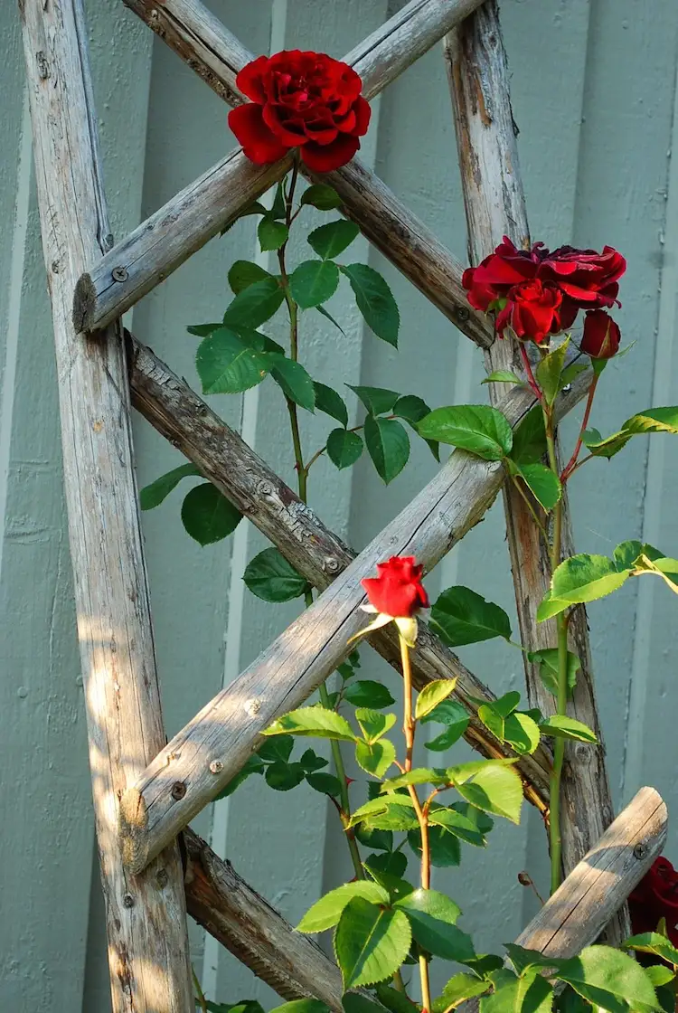 You can build your own climbing rose trellis from wood